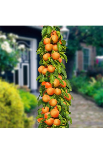 Prunus columnar ‘Zoryanyi’